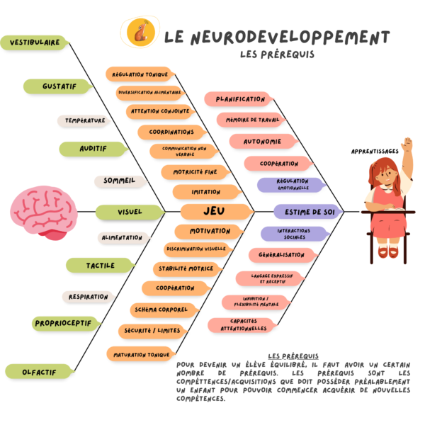 Les prérequis du neurodéveloppement